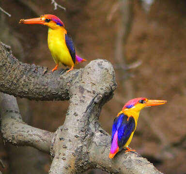 Image of Black-backed Kingfisher