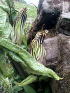 Image of Arisaema propinquum Schott