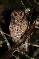 Image of Long-tufted Screech Owl