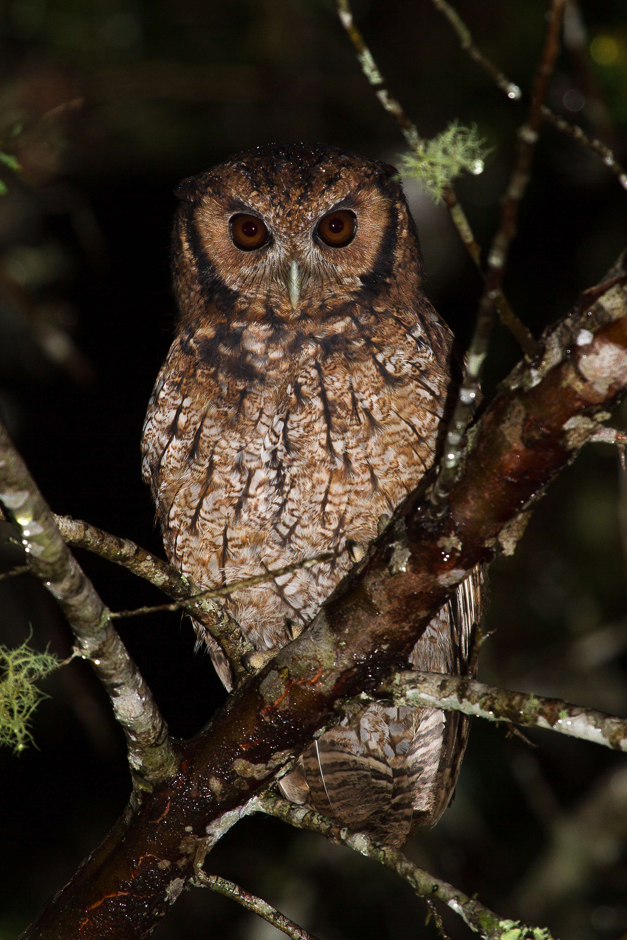 Image of Long-tufted Screech Owl