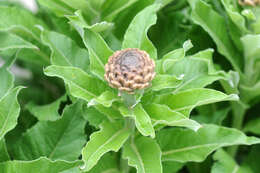 Image of Giant Scabiosa