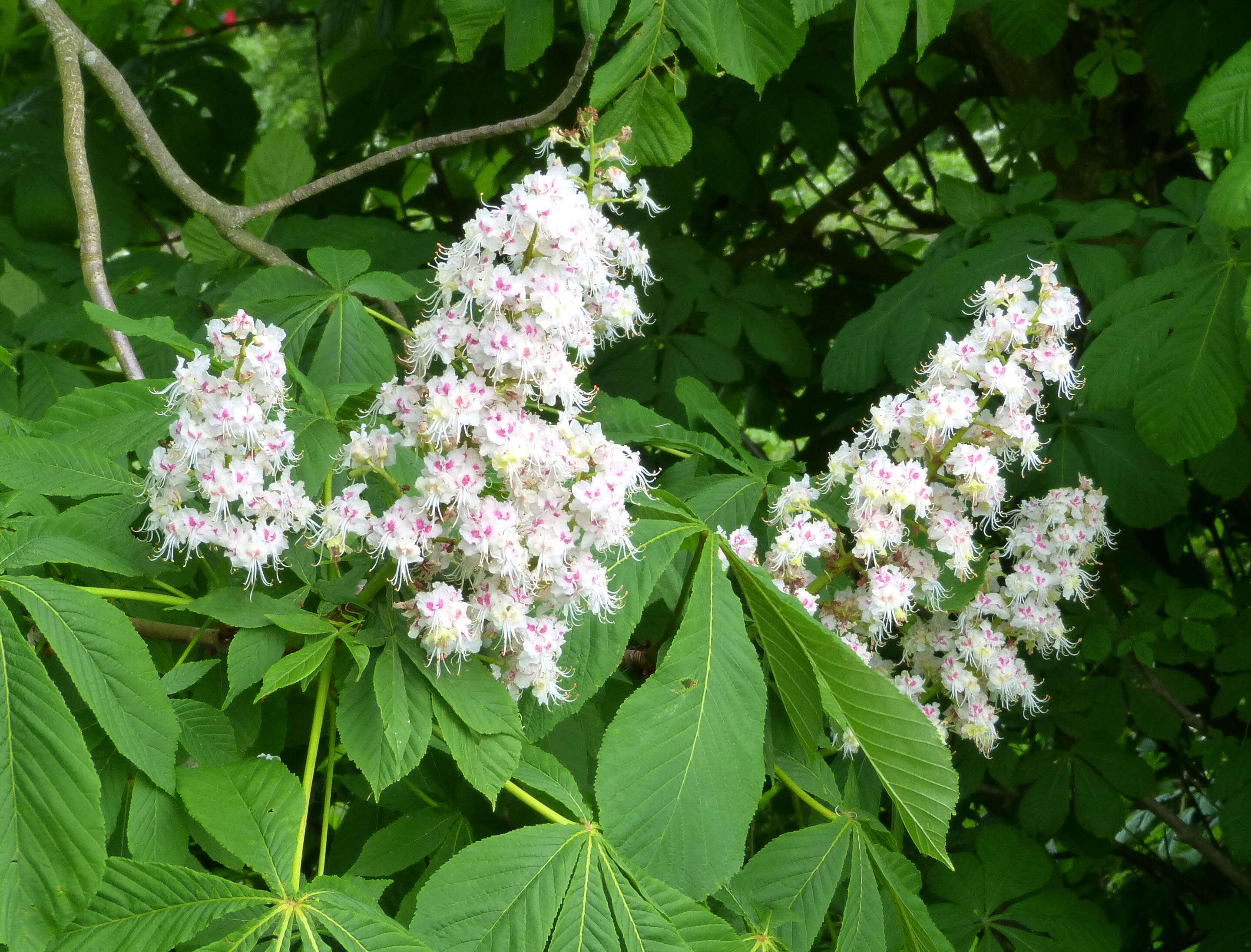 Image of European horse chestnut