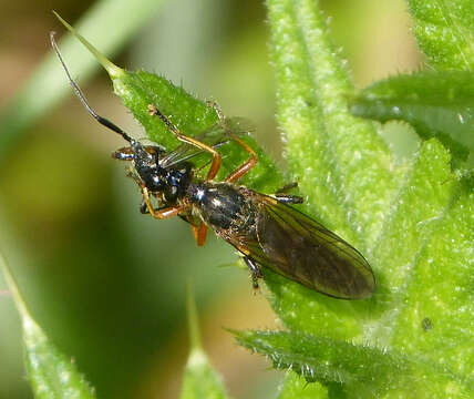 Image of Dioctria rufipes (Scopoli 1763)