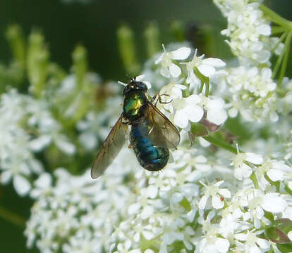 Image of Soldier fly