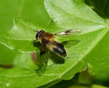 Leucozona lucorum (Linnaeus 1758) resmi