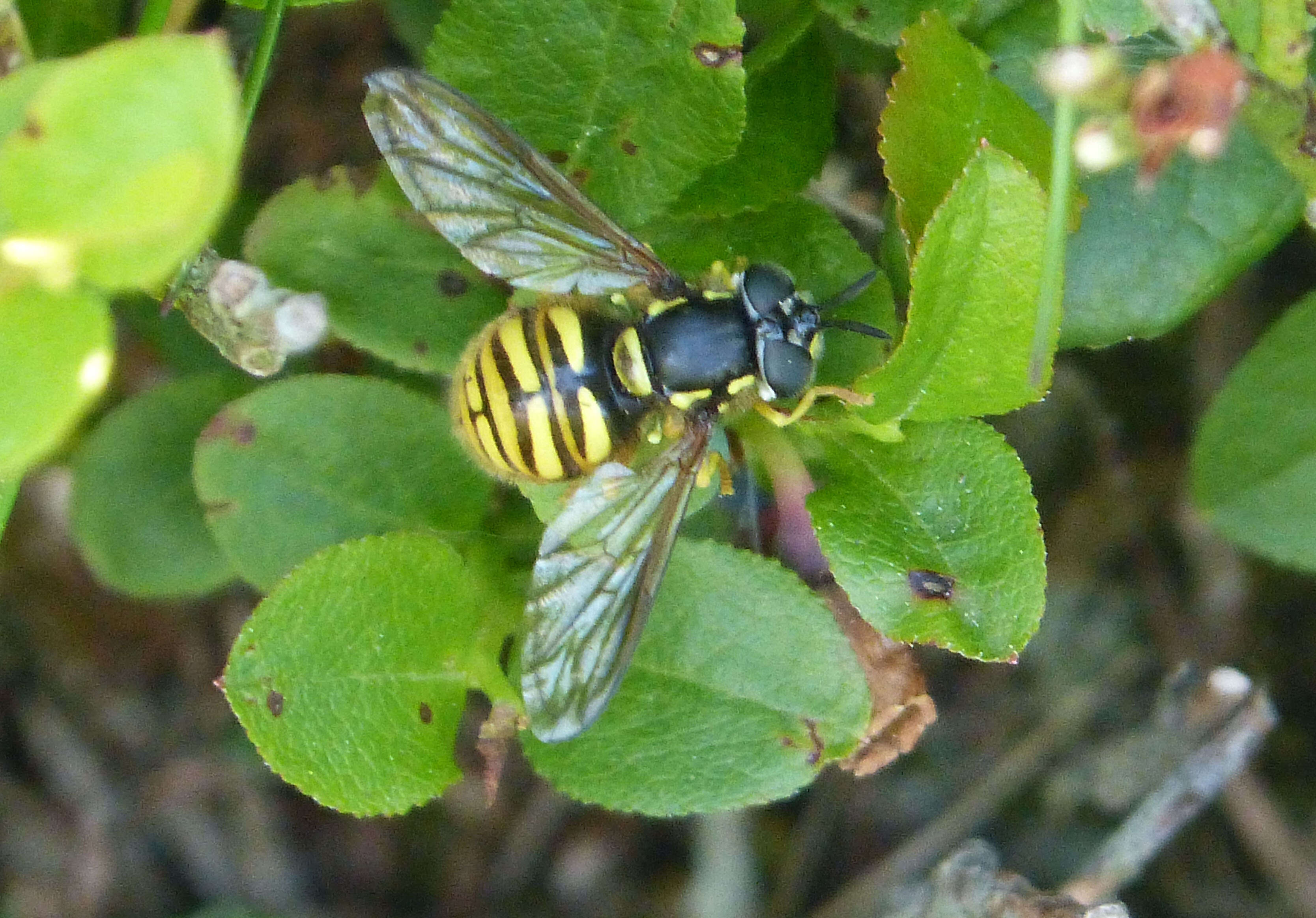 Plancia ëd Chrysotoxum arcuatum (Linnaeus 1758)