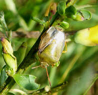 Image of Piezodorus lituratus (Fabricius 1794)