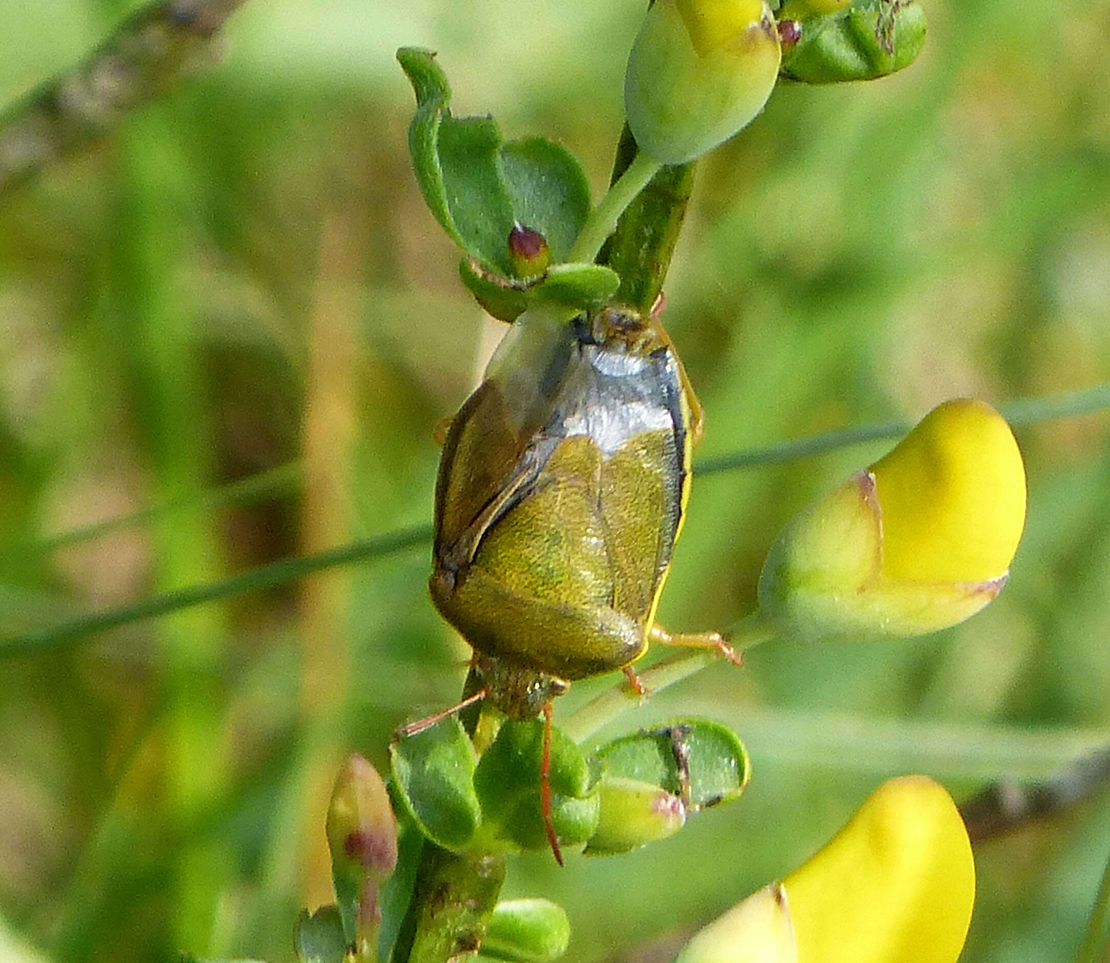 Image of Piezodorus lituratus (Fabricius 1794)