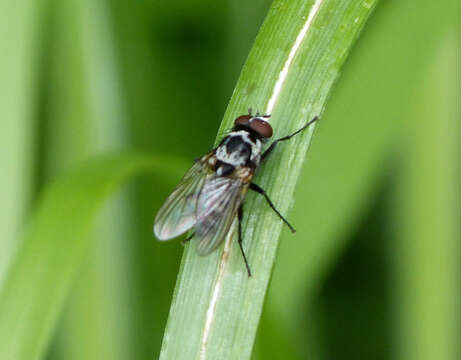 Image of Anthomyia procellaris Rondani 1866