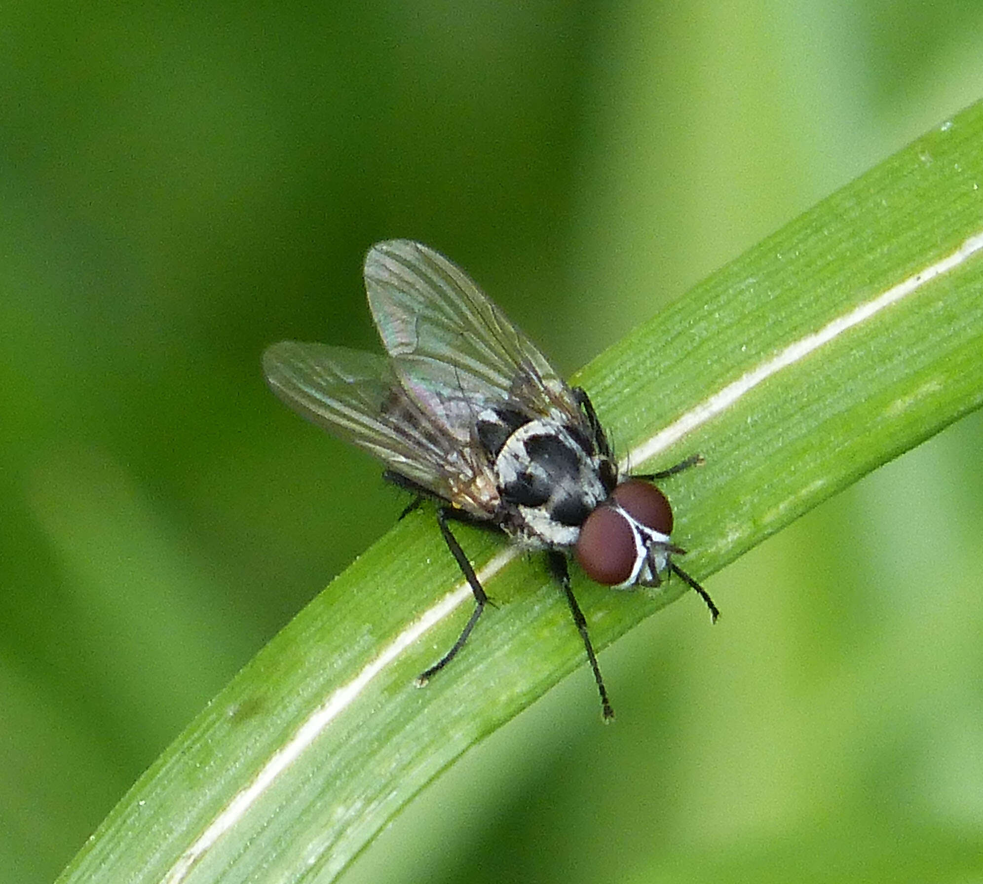 Image of Anthomyia procellaris Rondani 1866