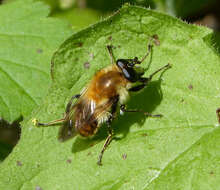 Image of Criorhina floccosa (Meigen 1822)