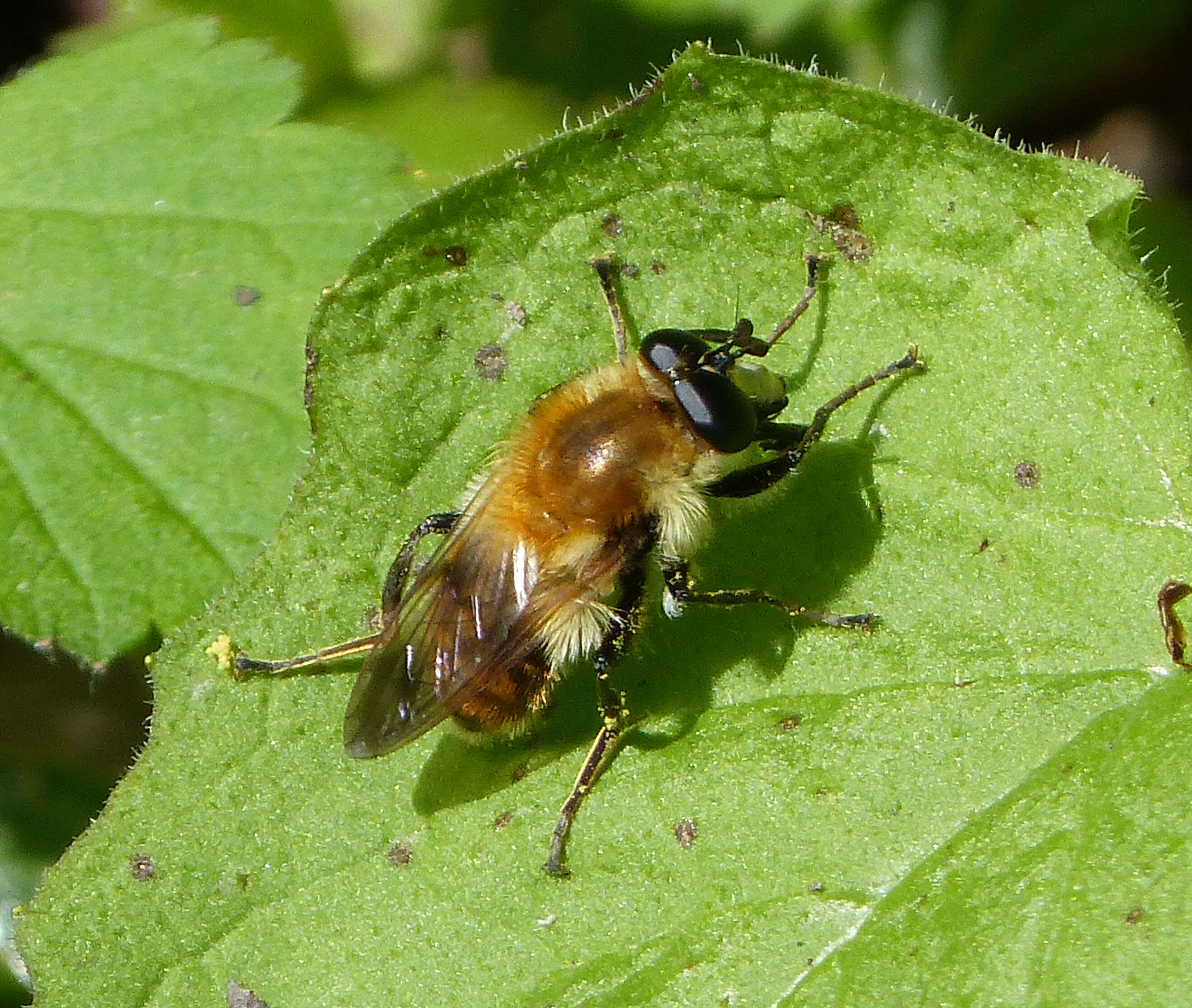 Image of Criorhina floccosa (Meigen 1822)