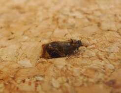 Image of red-barred tortrix