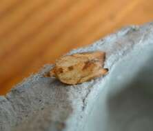 Image of Light brown apple moth