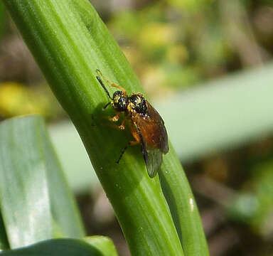 Image of rose sawfly