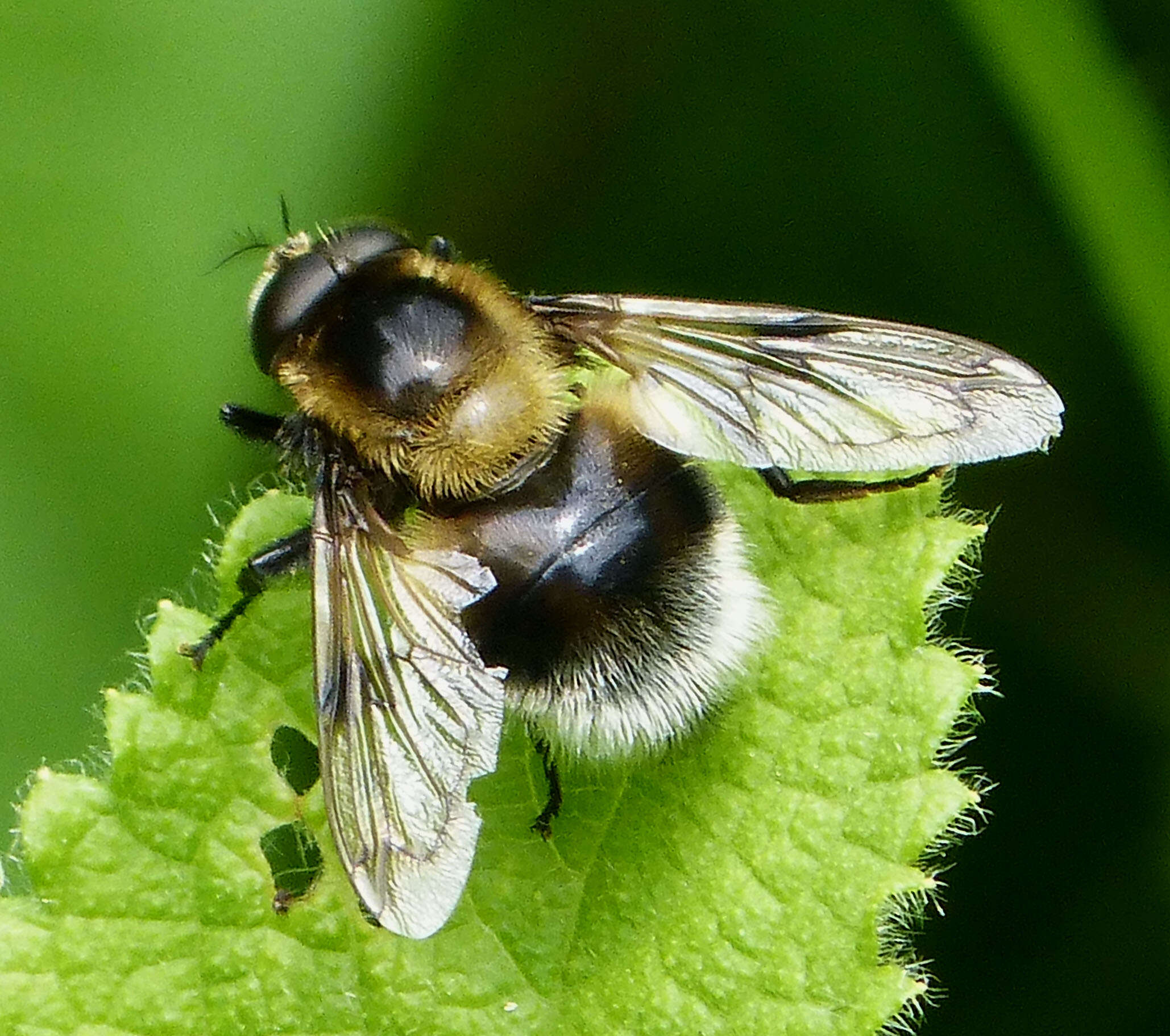 Volucella bombylans (Linnaeus 1758) resmi