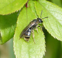 Plancia ëd Lasioglossum Curtis 1833