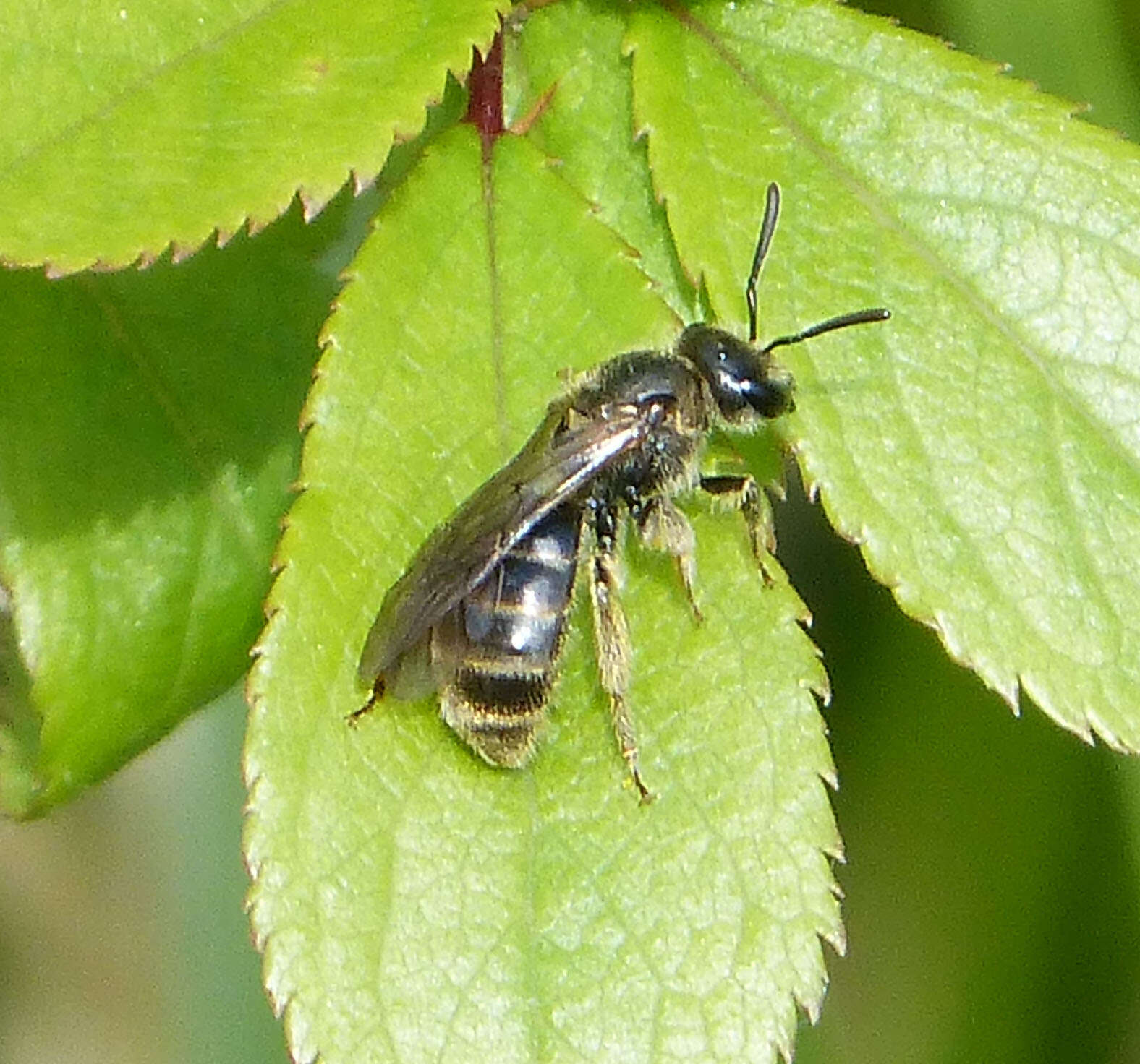 Image of sweat bees