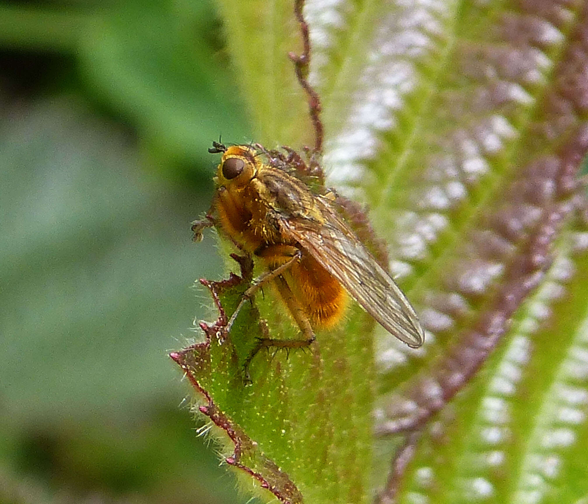 Image of Scathophaga stercoraria (Linnaeus 1758)