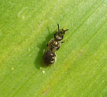 Plancia ëd Lasioglossum Curtis 1833