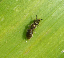 Image of sweat bees