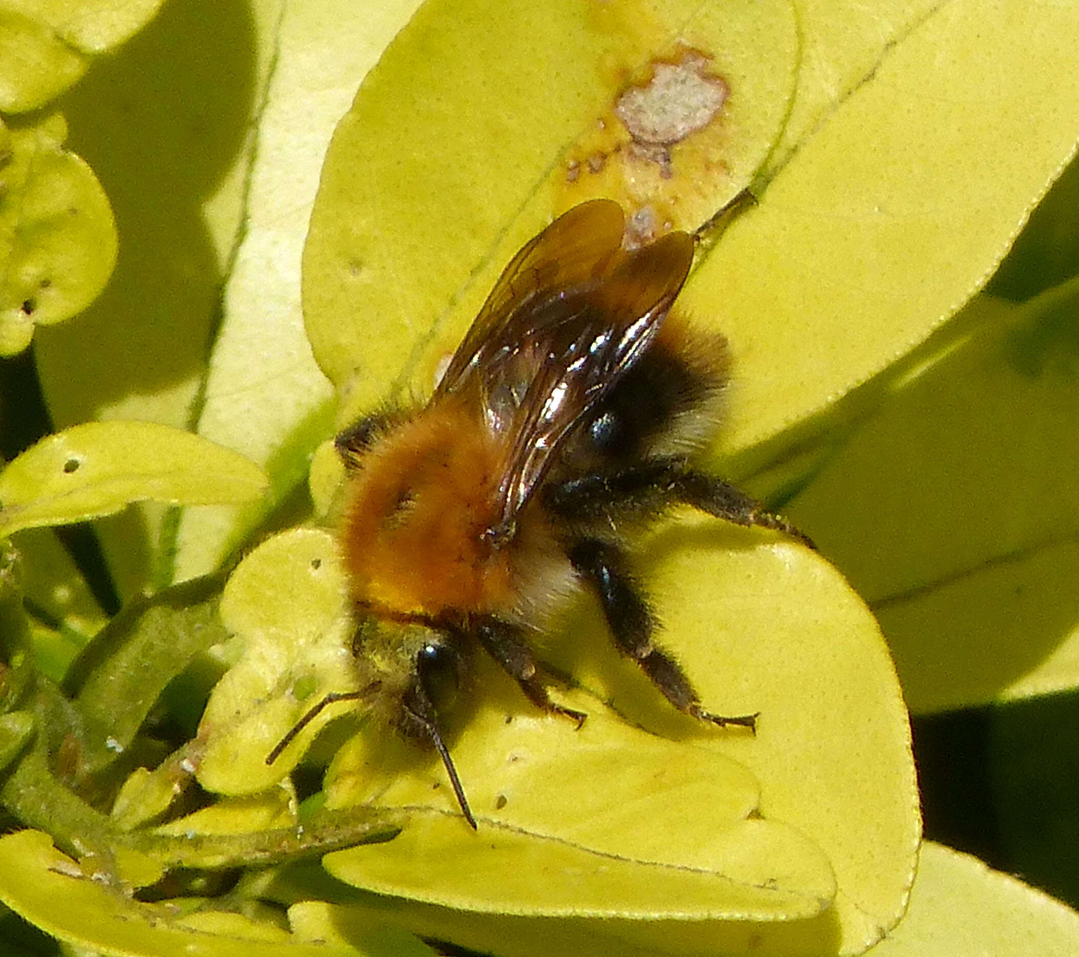 Image of Common carder bumblebee