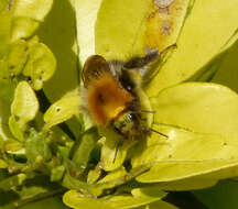 Image of Common carder bumblebee