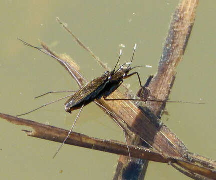 Image of Pond Skate