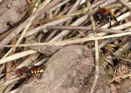 Image of Panzer's Cuckoo Nomad Bee