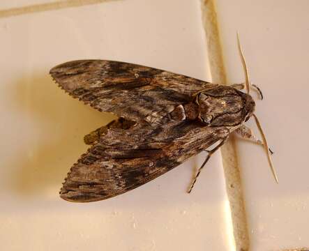 Image of convolvulus hawk moth