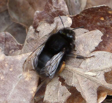 Image of Anthophora plumipes (Pallas 1772)