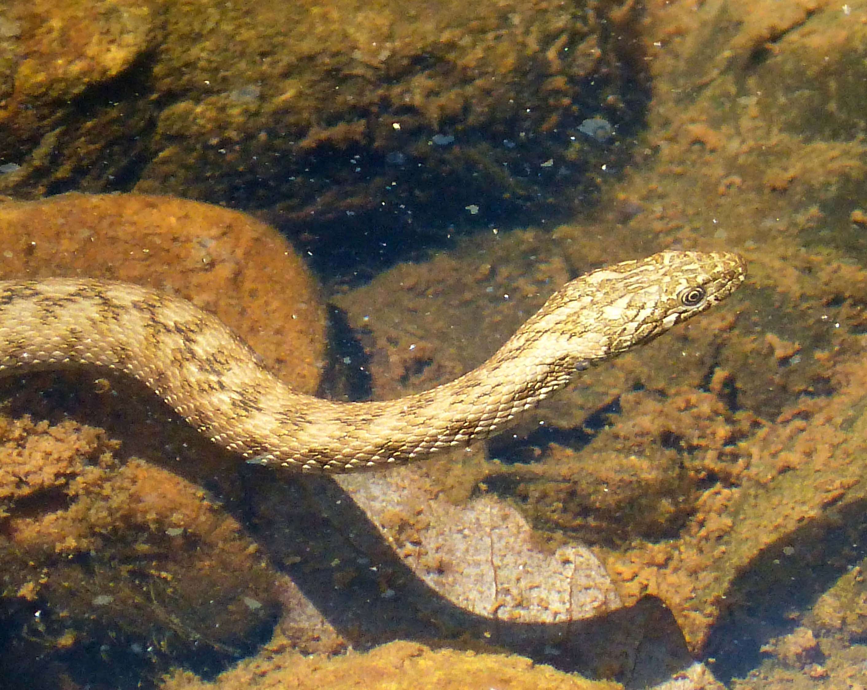 Image of Viperine Snake