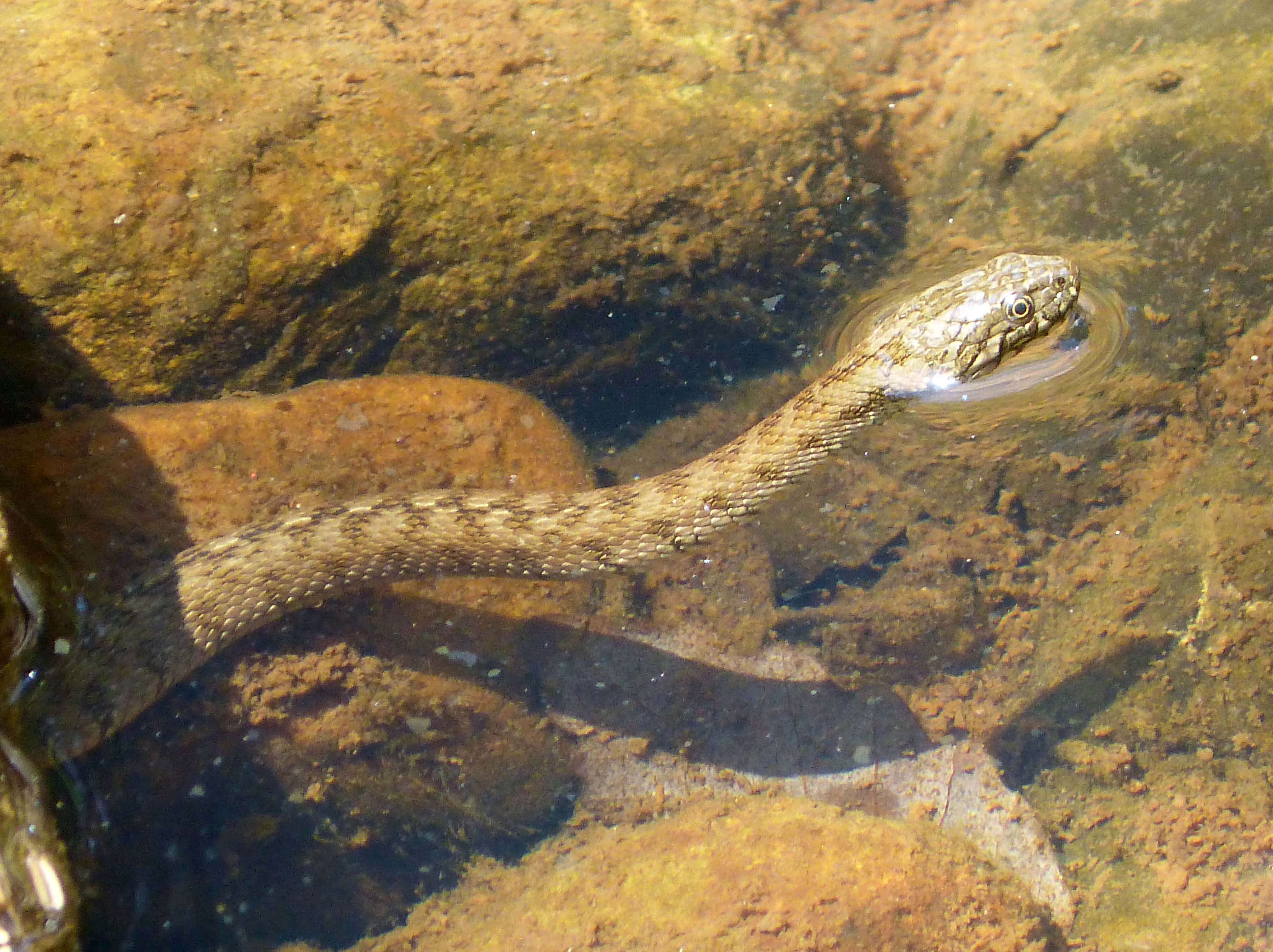 Image of Viperine Snake