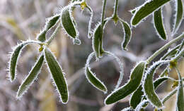 Image of European mistletoe