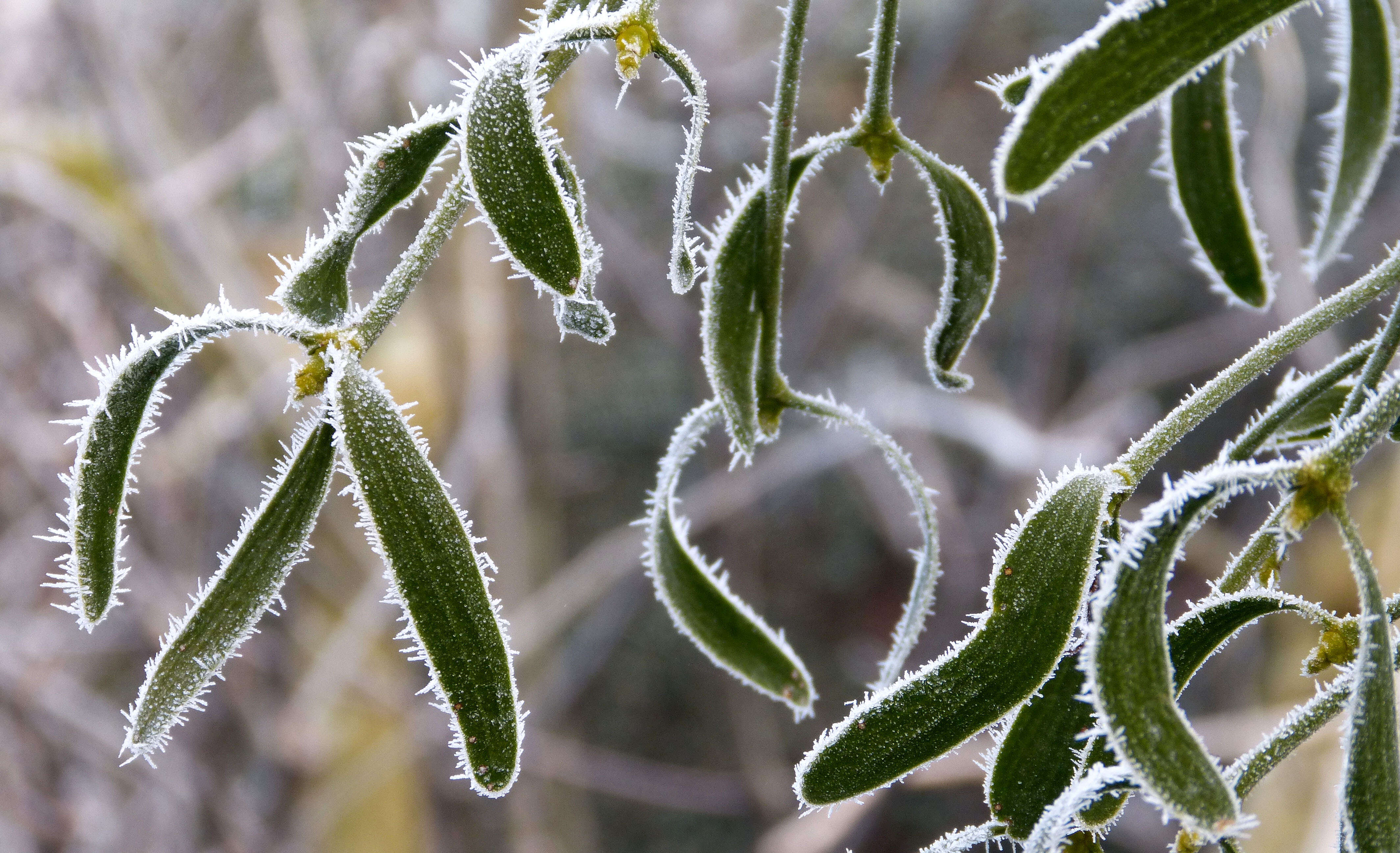 Image of European mistletoe