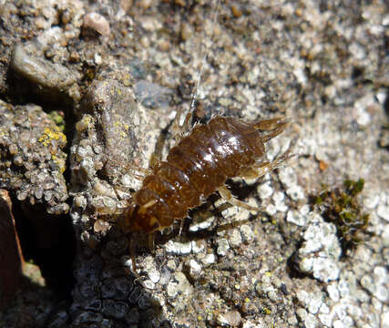 Image of Asellus aquaticus