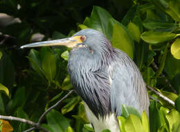 Image de Aigrette tricolore