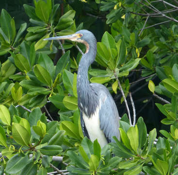 Image of Tricolored Heron