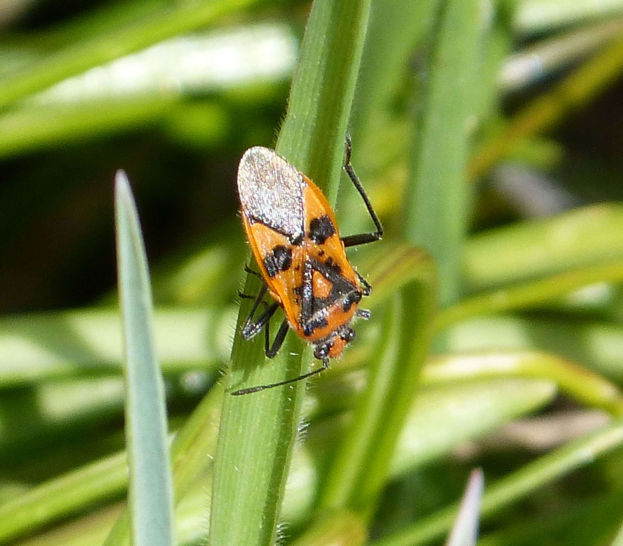 Image of black & red squash bug