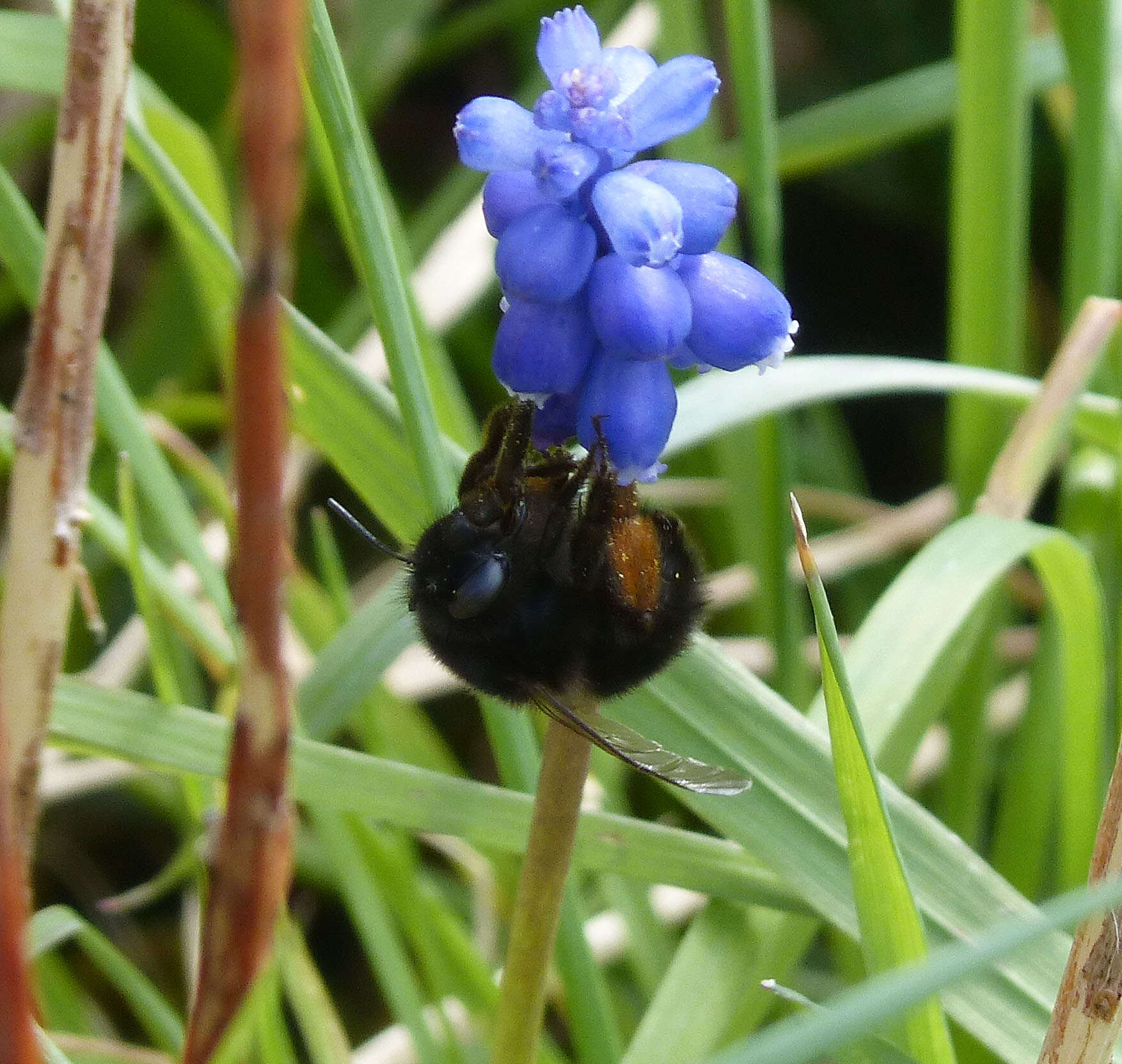 Image of Anthophora plumipes (Pallas 1772)