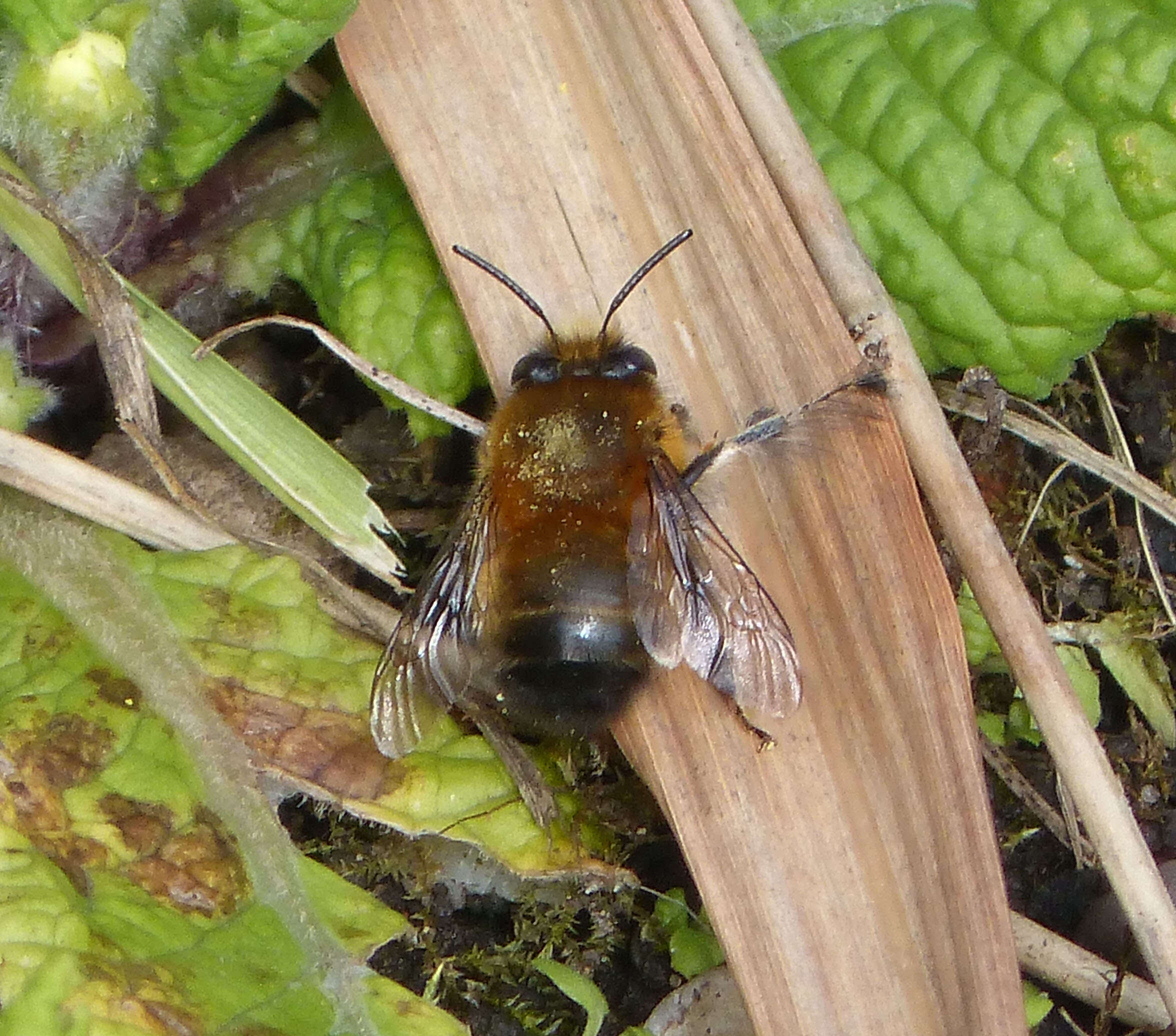 Image of Anthophora plumipes (Pallas 1772)