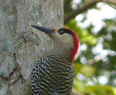 Image of West Indian Woodpecker