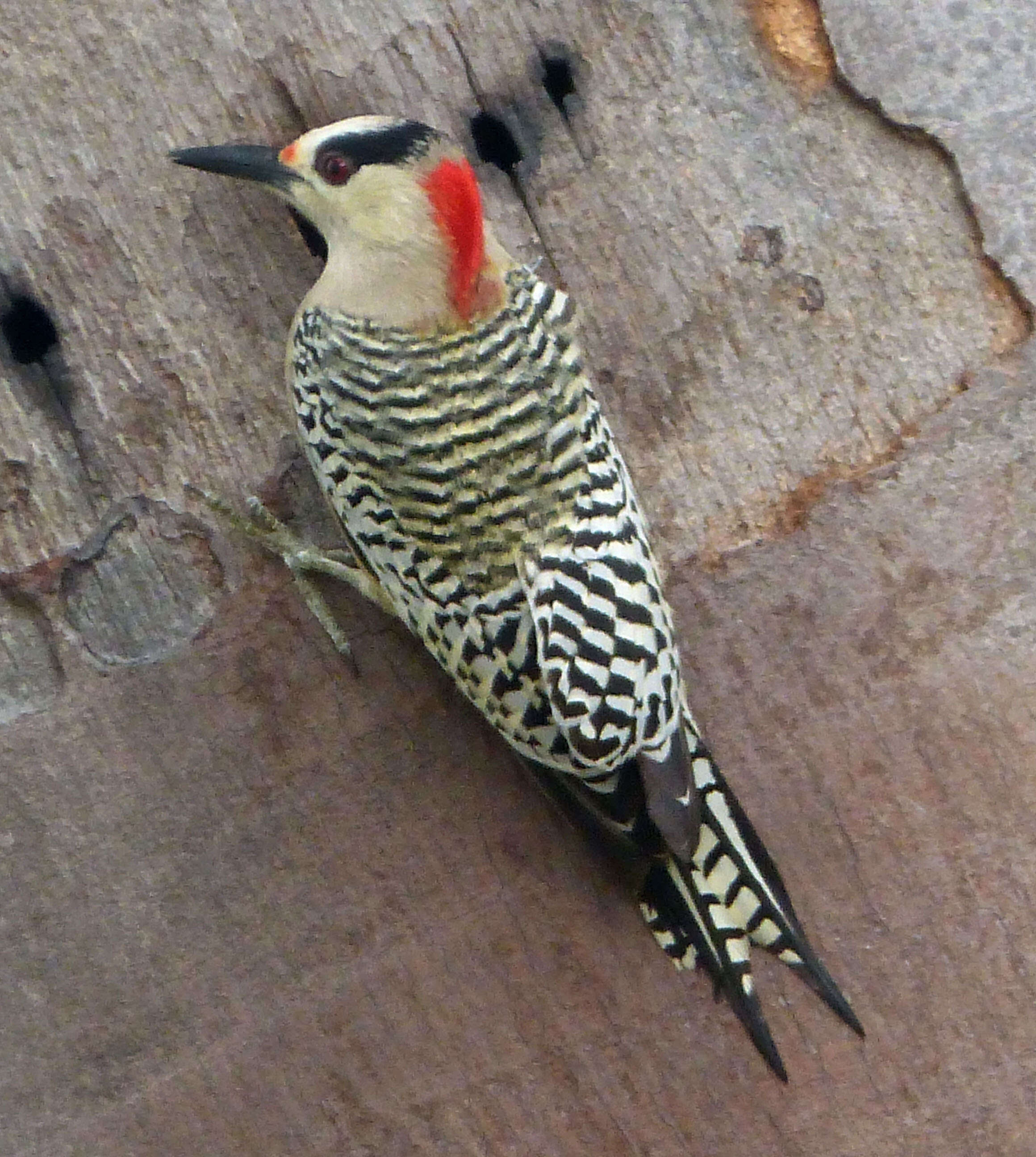 Image of West Indian Woodpecker