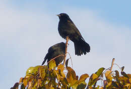 Image of Tawny-shouldered Blackbird