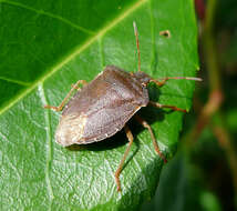 Image of Green shield bug