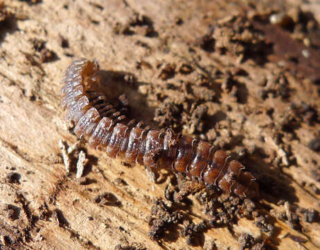 Image of Flat-backed millipede