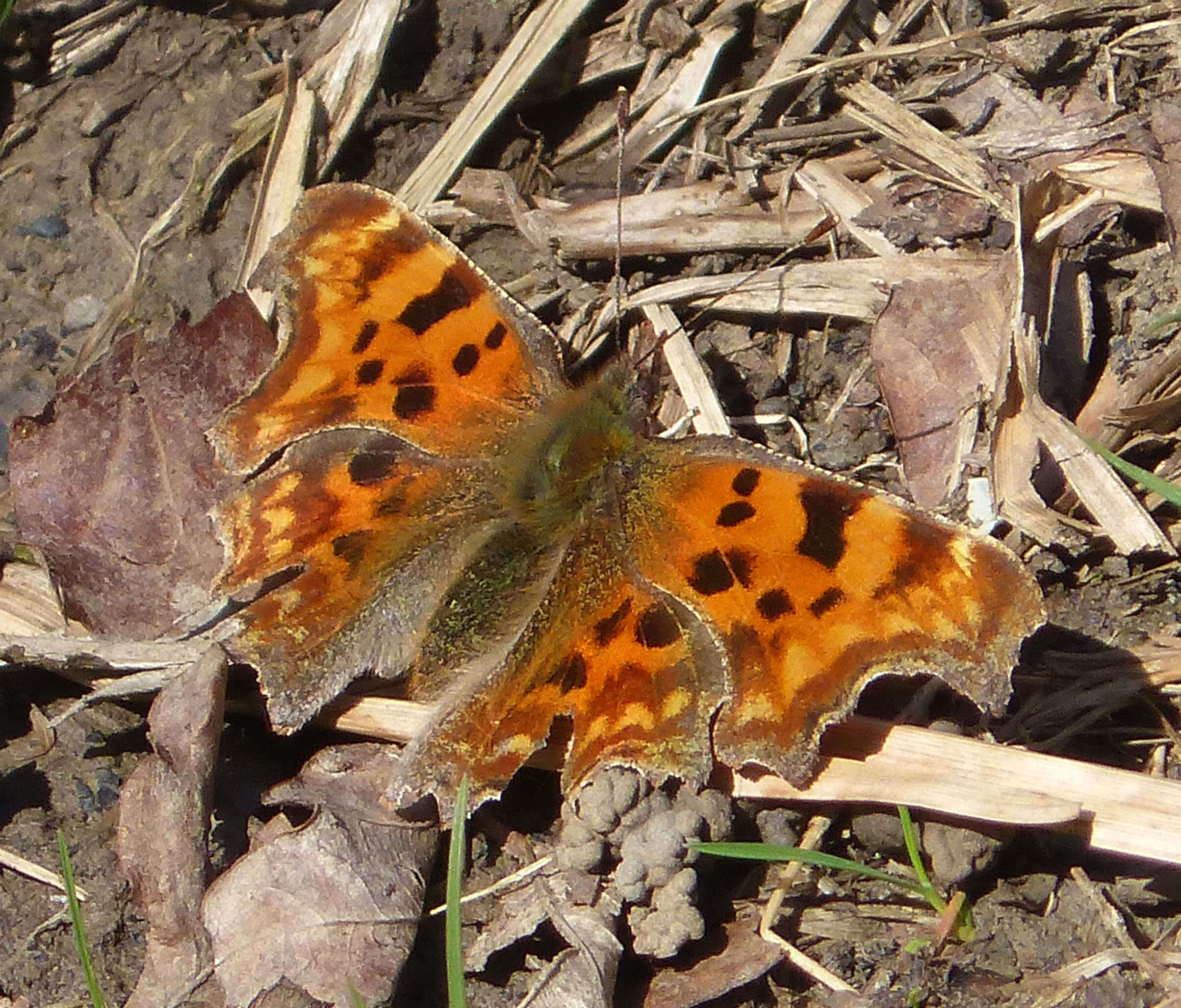 Image of Comma