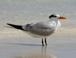 Image of Royal Tern