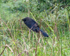 Imagem de Crotophaga Linnaeus 1758