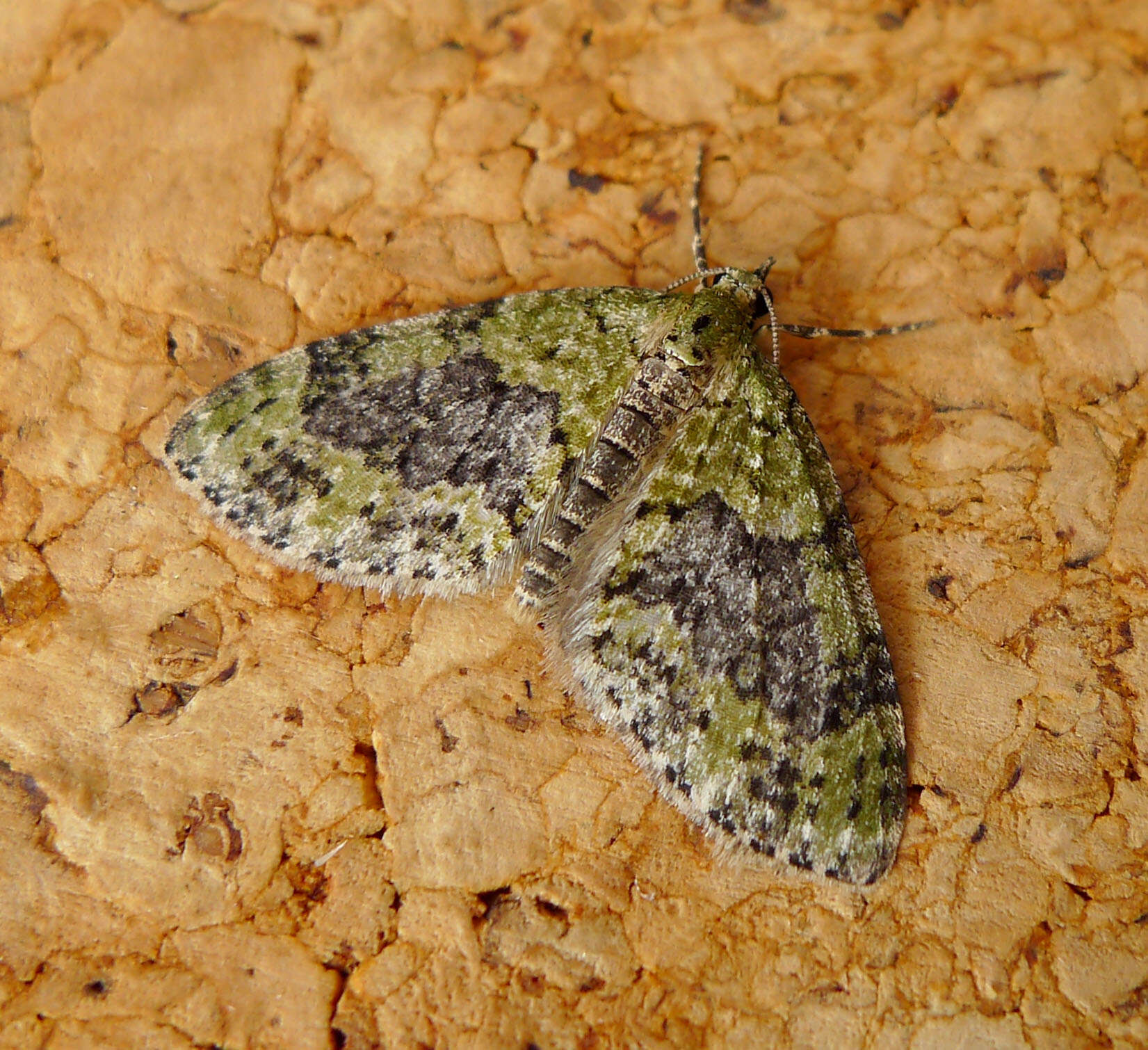 Image of yellow-barred brindle